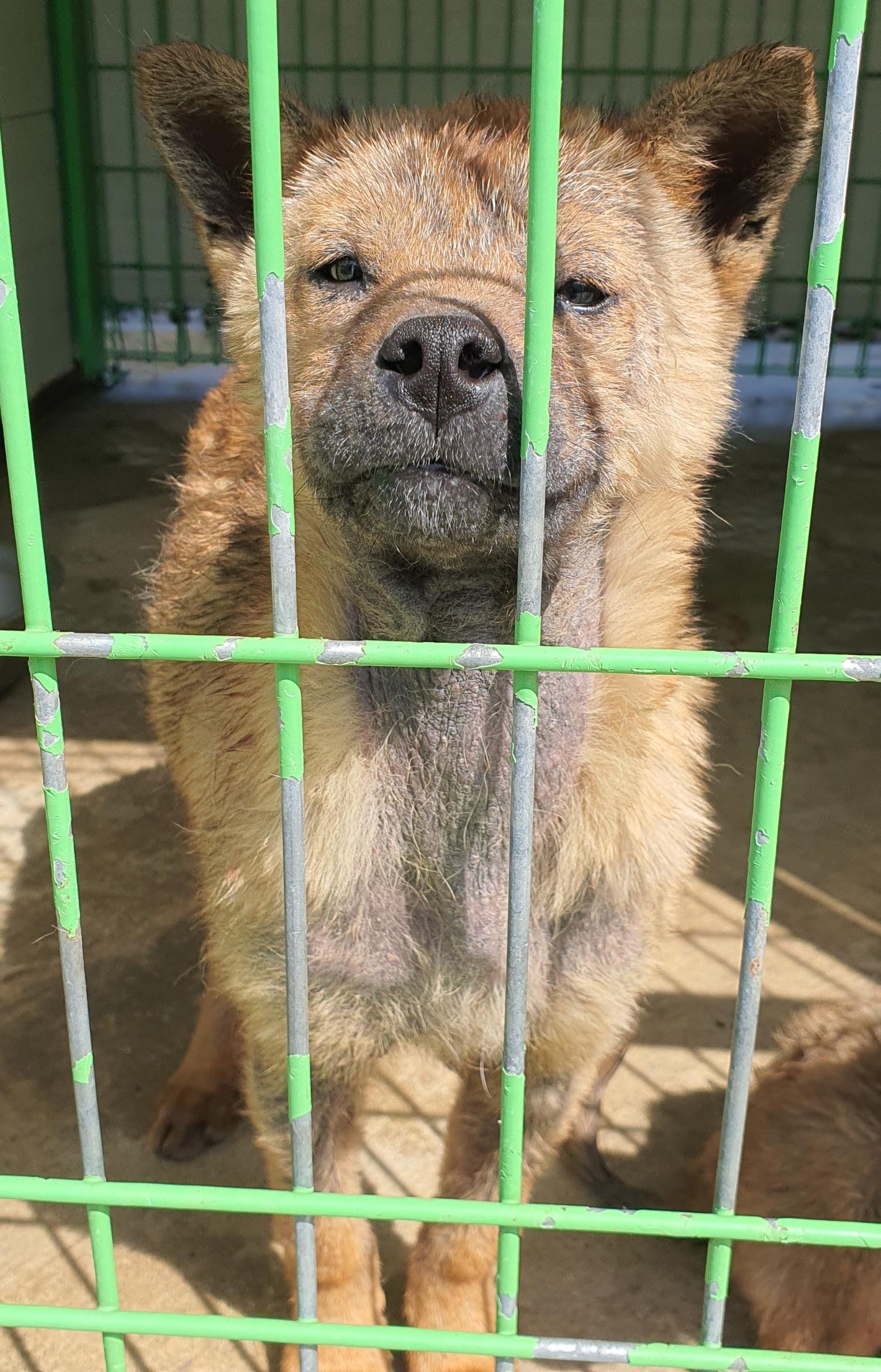 진도개메디컬센터_446500202300133